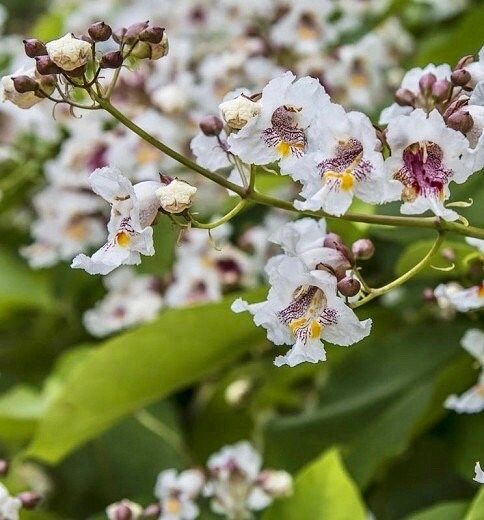 Showy Catalpa Tree Seeds ~ Catawba Catalpa Speciosa ~ Flowers ~ Home Garden ~ Exotic Flower ~ Rare