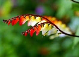 Mina Lobata Flower Seeds ~ Grow Your Own ~ Spring Flowers ~ Instead of Flowers