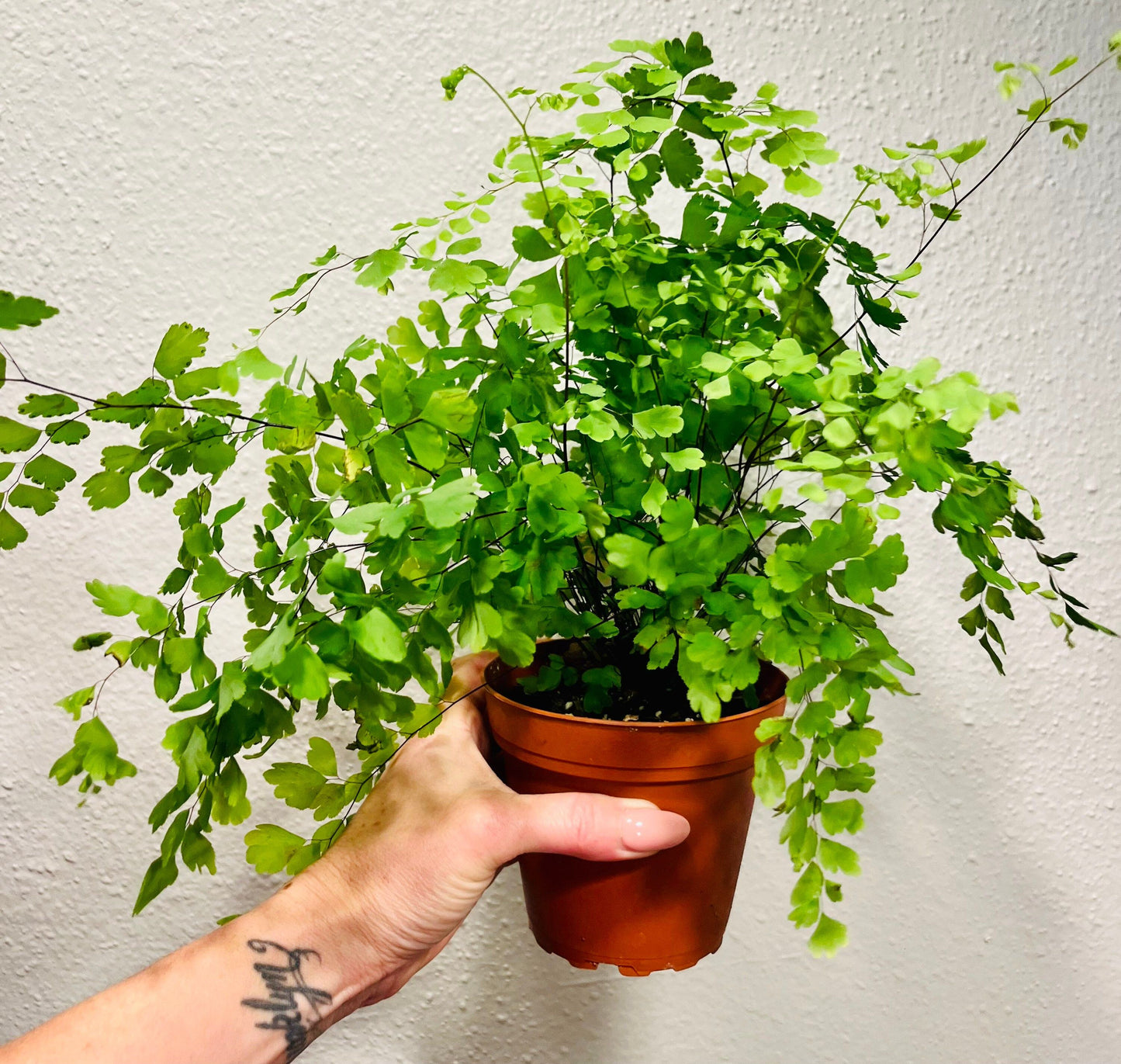 Maidenhair Fern ~ Adiantum Raddianum