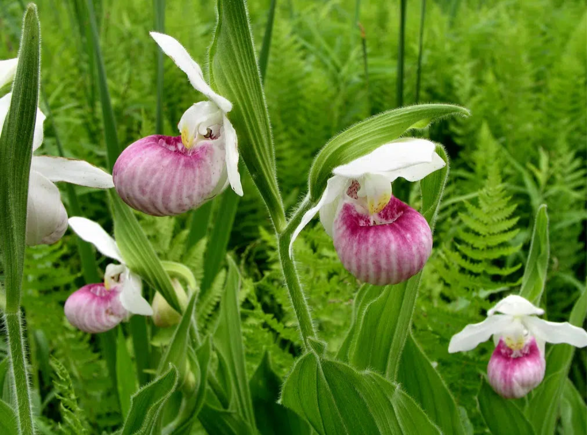 Showy Lady’s Slipper Orchid Starter Grow Kit ~ Cypripedium Parviflorum ~ Stocking Stuffers ~ Fun Projects
