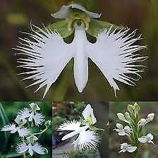 Fringed Orchid Seeds ~ Habenaria Radiata ~ Crane Orchid ~ Pecteilis Radiata ~