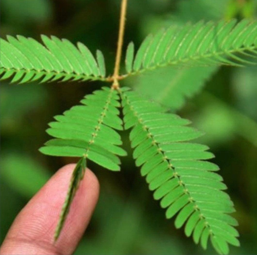 RARE Baby Mimosa Pudica Plant~Touch-Me-NOT Plant~Sleepy Plant~Sensitive Plant~Action Plant~Zombie Plant