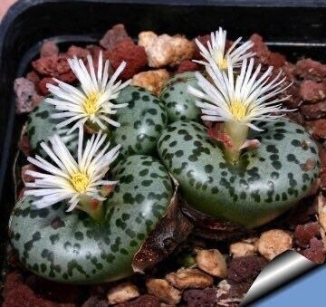 Rare Conophytum Obcordellum Seeds ~ Mesemb ~ Exotic ~ Living Stones ~ Succulent ~ Easy Care