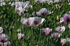 Papaver Somniferum ‘Maanzaad’ Seeds ~ Rare ~ Rare Plants ~ Grow Your Own ~ Spring Flowers