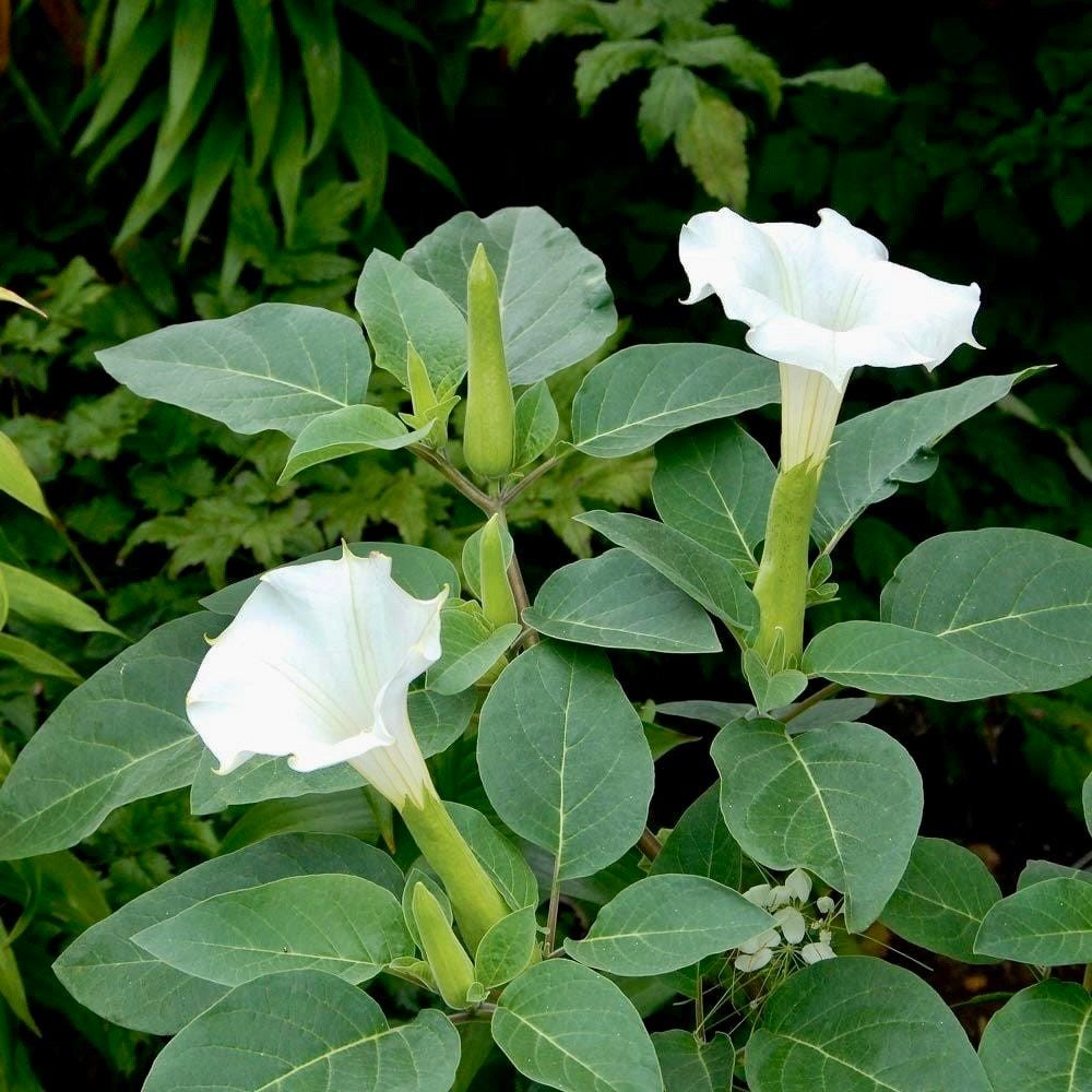 Double Yellow Angel’s Trumpet Seeds ~ Devil’s Trumpet ~ Datura Metel ~ Fresh Seeds ~ Blooms ~ Flowers ~ Instead of Flowers ~ Hummingbirds