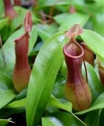 Pitcher Nepenthes ~ Monkey Cups ~ Carnivorous Plants ~ Nepenthes ~ Nepenthaceae ~ Exotic Plants ~ Usual Plants ~ Tropical