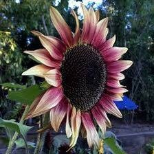 Plum Sunflower Seeds ~ Helianthus Annuus ~ Pretty Flowers ~ Garden ~ Fall ~ Heirloom Seeds ~ Autumn ~ Bouquets