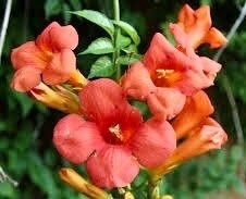 Red Devil’s Trumpet Vine Seeds ~ Trumpet Creeper ~ Campsis Radicans ~ Fresh Seeds ~ Blooms ~ Flowers ~ Instead of Flowers ~ Red