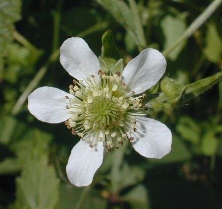 White Avens ~ Geum Canadense ~ Butterflies ~ Bumblebees ~ Garden ~ Flowers ~ Spring ~ Bloom