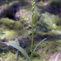 Platanthera Aquilonis Seeds ~ Northern Green Orchid ~ North Wind Bog Orchid ~ Orchids ~ Usual Flowers ~ Exotic Flower