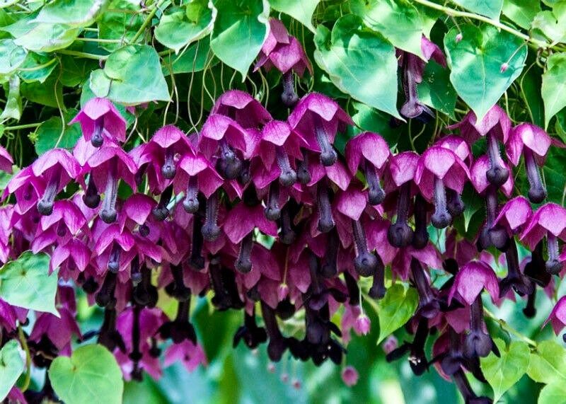 Rhodochiton Atrosanguineus Seeds ~ Purple Bell Vine ~ Exotic ~ Unique ~ Green House ~