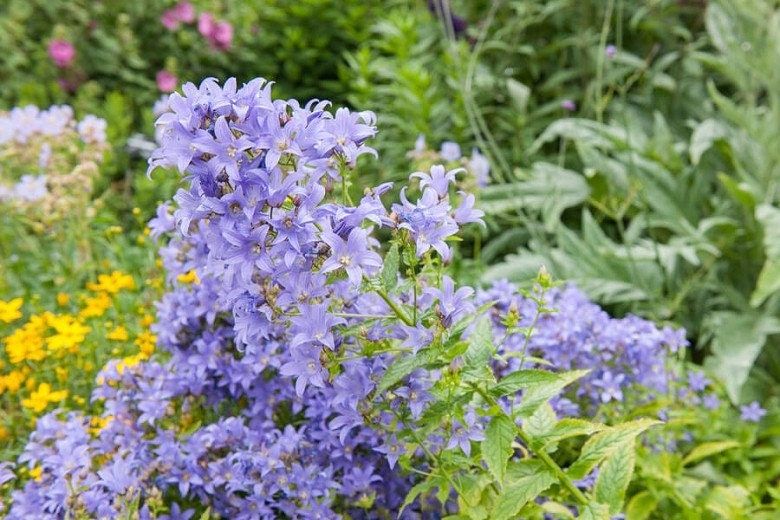 Campanula Lactiflora Seeds ~ ‘Prichard’s Variety’ ~ Milky Bellflower ~ Grow Your Own ~ Spring Flowers ~ Instead of Flowers ~ Flowers