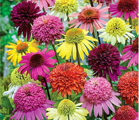 Double Rainbow Mix Coneflower Seeds ~ Edible ~ Flowering Plant ~ Edible Flowers ~ Flower ~ Growing Flowers ~ Garden