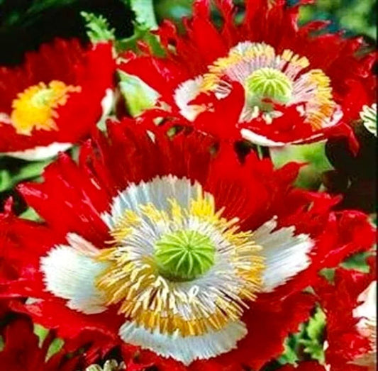 Poppy DANISH FLAG Somniferum ~ Rare Striking Fringed Flowers Seeds ~ Cool Flowers ~ Rare ~ Heirloom