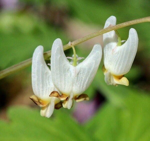 Dutchman's Breeches Seeds ~ Dicentra Cucullaria ~ Plants ~ Garden ~ Grow Your Own ~ Spring Flowers ~ Instead of Flowers ~ Presents