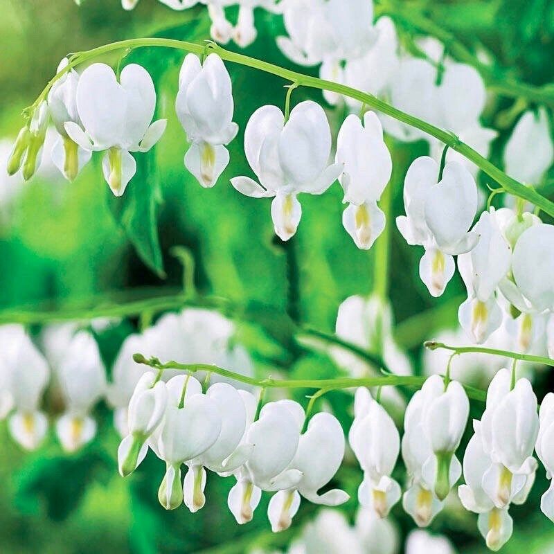 White Bleeding Heart Seeds ~ Dicentra Spectabilis ~ Flowers ~ Gifts ~ Grow Your Own ~ Spring Flowers