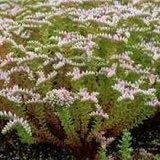 Sedum Pulchellum Seastar Seeds ~ Grow Your Own ~ Spring ~ Houseplants