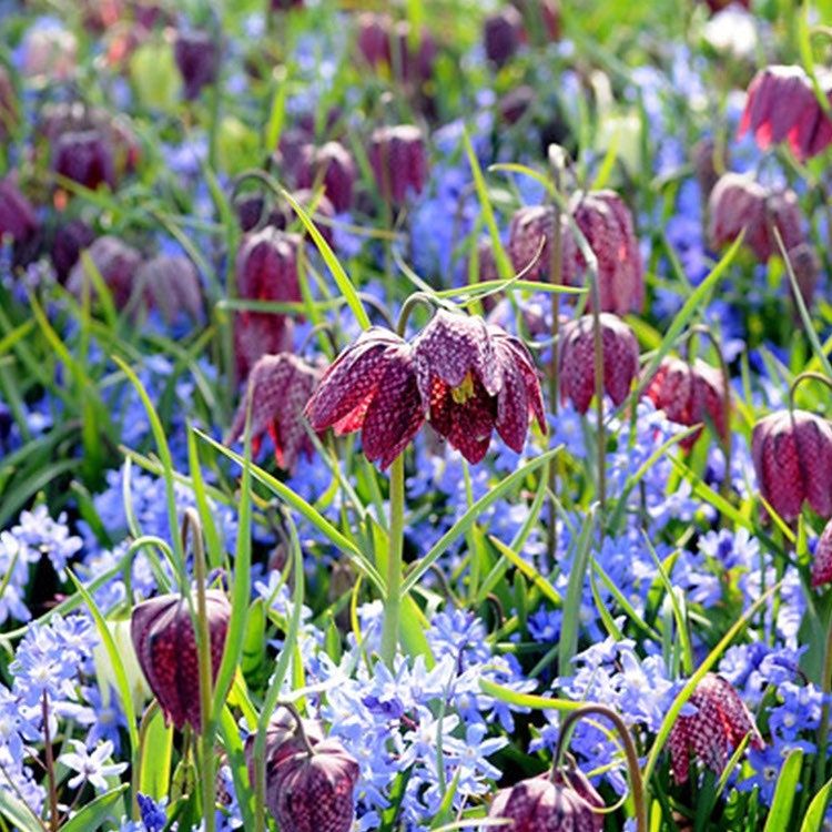 Checker Lily Seeds ~ Fritillaria Affinis Chocolate Mission Bells ~ Flowers ~ Neat Flowers ~ Spring Time ~ Gardens