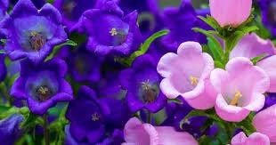 Mixed Canterbury Bells Seeds ~  Campanula Medium ~ Biennial Bloom ~ Spring Time