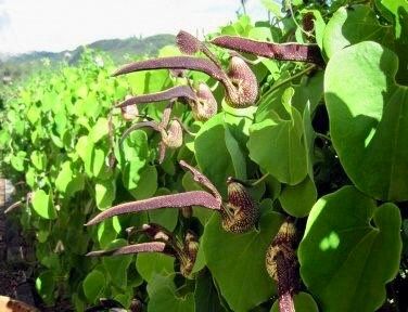 Unique Gaping Dutchman's Pipevine ~ Aristolochia Ringens ~ Bizarre Flowets ~ Plants ~ Cool Flowers ~ Exotic