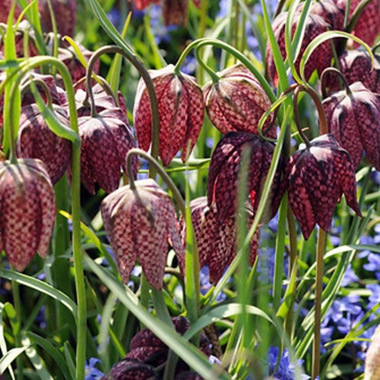 Checker Lily Seeds ~ Fritillaria Affinis Chocolate Mission Bells ~ Flowers ~ Neat Flowers ~ Spring Time ~ Gardens