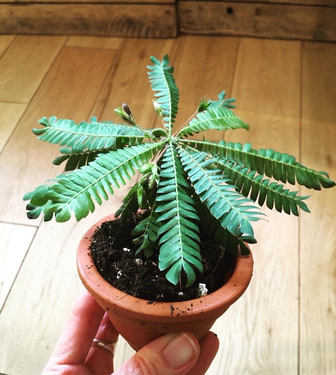 little tree succulent Biophytum Sensitivum Starter Grow Kit~Little Tree Plant~Biophytum Petersianum~Biophytum Umbraculum~Jurassic Sensitive~Stocking Stuffers
