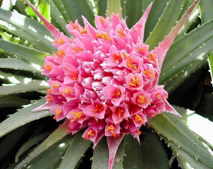 Rare Exotic Pink Chilean Bromeliad Seeds ~ Ochagavia Carnea ~ Tropical ~ Bouquet ~ Fresh Flowers