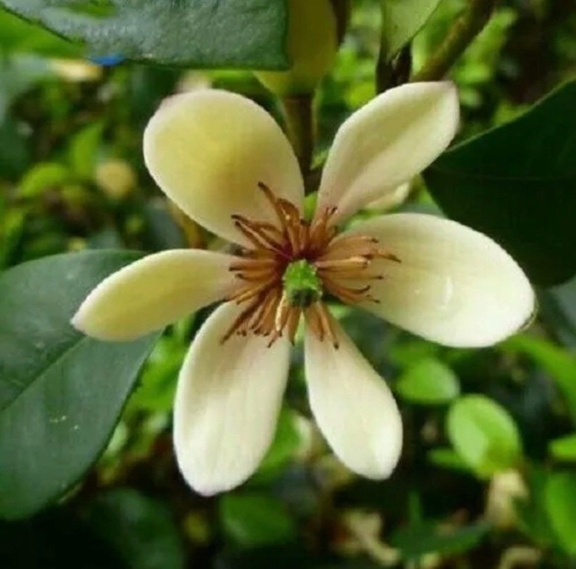 Michelia Alba Seeds ~ Usual Flowers ~ Exotic Flower