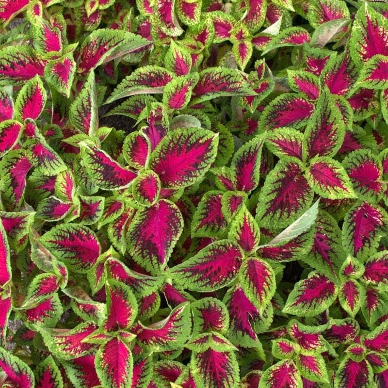 Rainbow Striped Coleus Seeds ~ Coleus Blumei ~ Plants ~ Garden ~ Grow Your Own ~ Spring Flowers ~ Instead of Flowers ~ Flowers ~ Houseplants