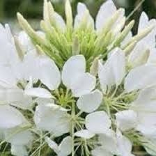 Giant White Queen Cleome Seeds