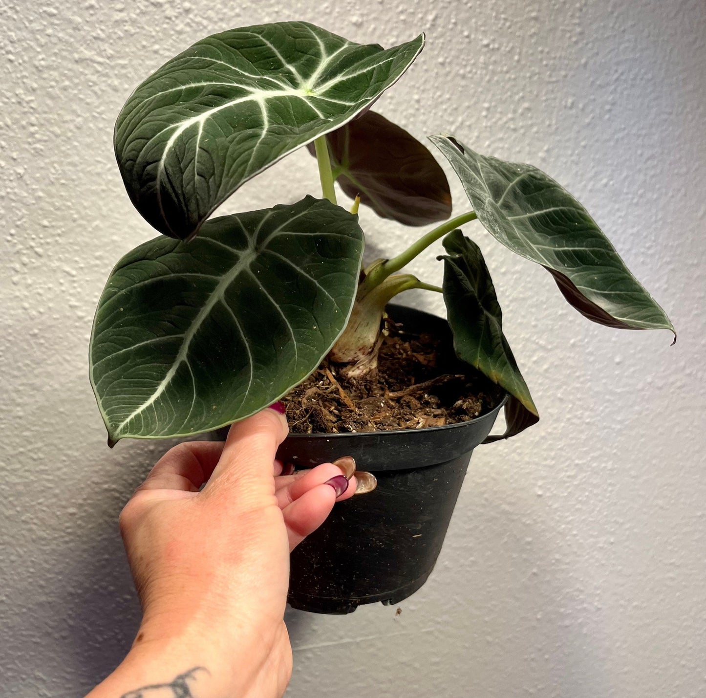 Black Velvet Elephant Ear ~ Giant Taro ~ Alocasia Reginula ~ Alocasia Black Velvet ~ Little Queen Alocasia Indoor Plants ~ Live House Plant