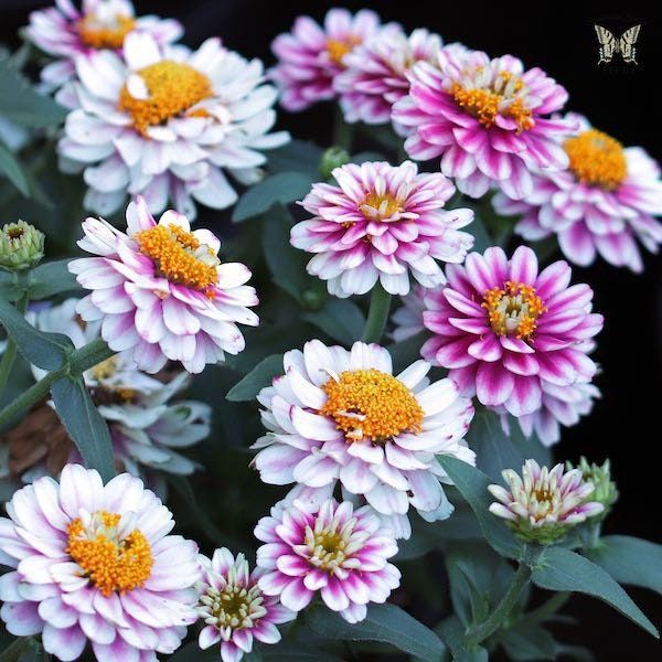 Zahara Double Raspberry Ripple Zinnia Seeds ~ Flower Seeds ~ Plants ~ Garden ~ Grow Your Own ~ Spring Flowers ~ Instead of Flowers ~ Flowers