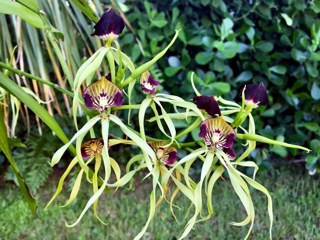 The Clamshell Orchid ~ Prosthechea Cochleata ~ Cockleshell Orchid ~ Beautiful Flowers