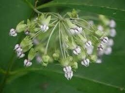 Poke Milkweed Seeds ~ Asclepias Exaltata ~ Asclepias Bicknellii ~ Asclepias Phytolaccoides