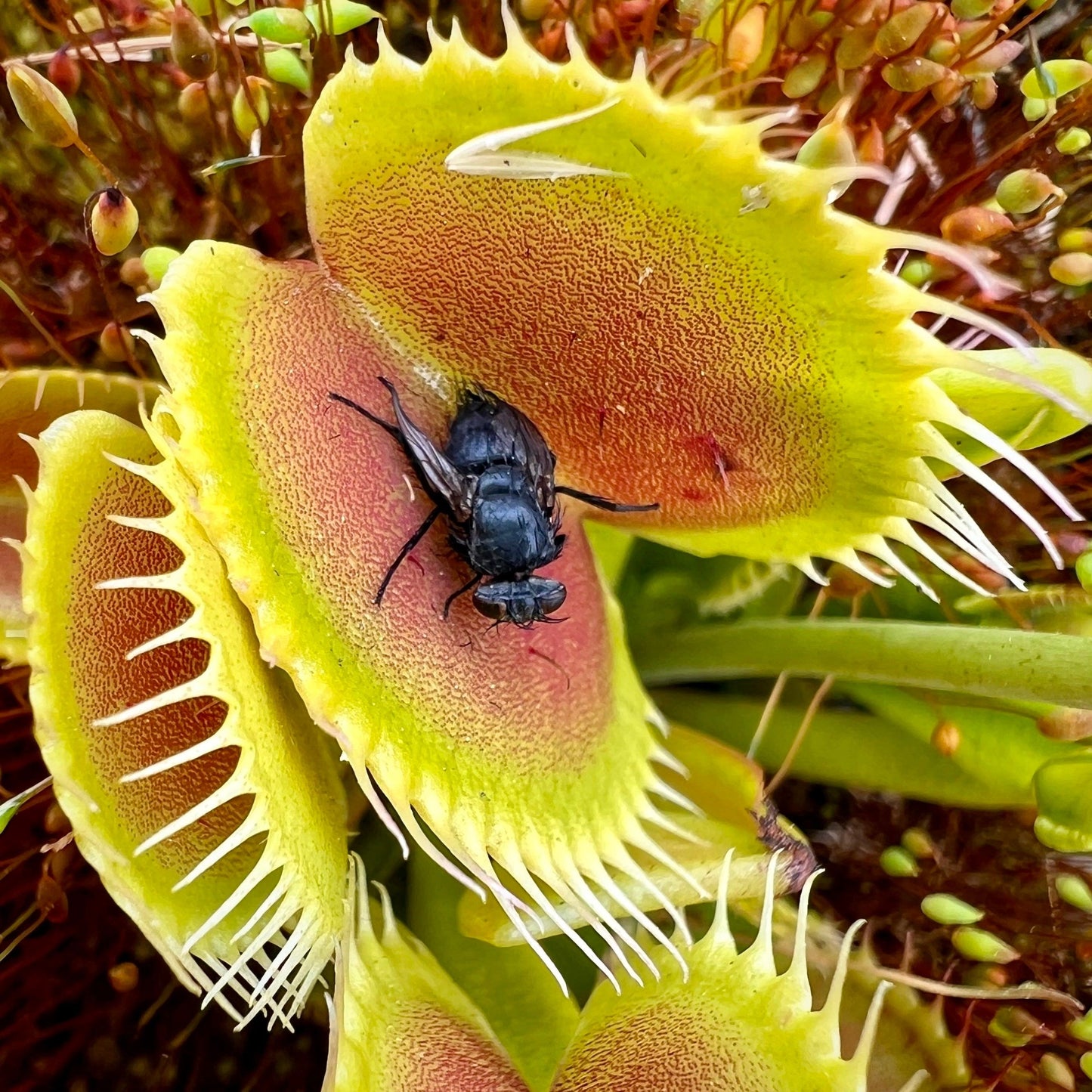 fly eating plant seeds Cross ‘Ginormous’ x ”Godzilla” Venus Flytrap Seeds ~ Freshly Harvested ~ Carnivorous Plants ~ Carnivore ~ Kids Love