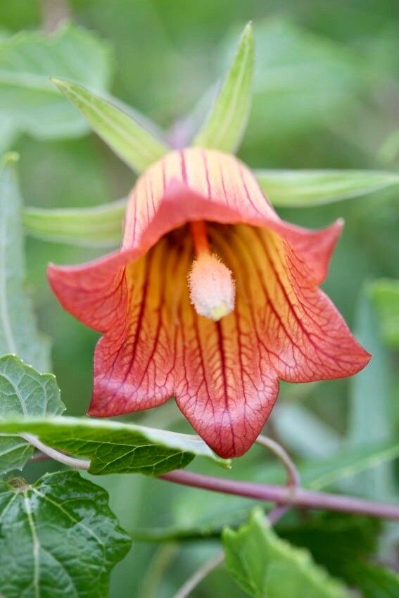 Rare Canary Island Bellflower Seeds ~ Canarina Canariensis ~ Exotic ~ Unique ~ Tropical