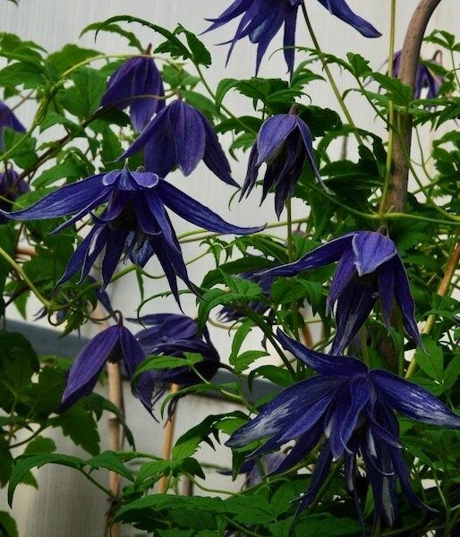 Mixed Clematis Double Large Flower Seeds ~ Macropetala ~  Fragrance Flowers ~ Garden ~ Grow Your Own ~ Spring Flowers ~ Instead of Flowers