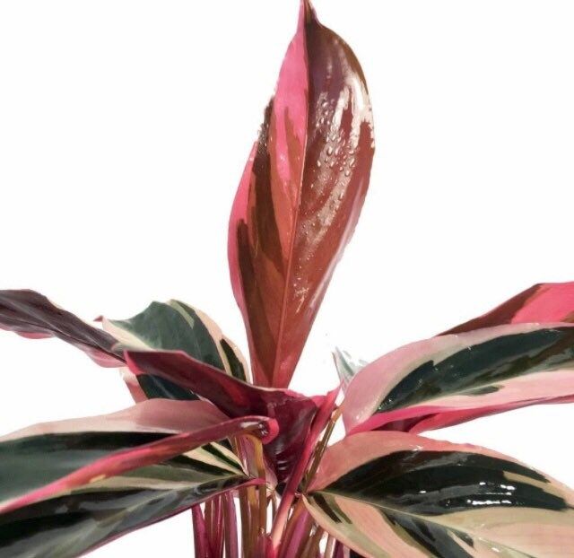 Tricolor Prayer Plant ~ Stromanthe Triostar ~ Easy to Grow House Plant