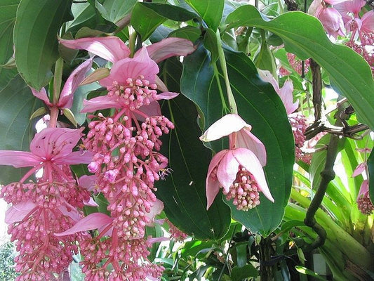 Pink Medinilla Magnifica Seeds ~ Rose Grape ~ Pink Lantern Plant ~ Chandelier Tree ~ Snowy Medinilla ~ Malaysian Orchid