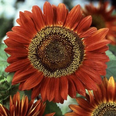 Evening Sun Sunflower Seeds ~ Pretty Flowers ~ Garden ~ Fall ~ Heirloom Seeds ~