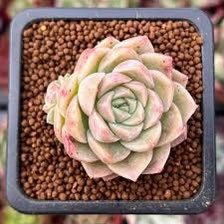 Echeveria Malgan Seeds ~ Plants ~ Colored ~ Succulents ~ Wheat Straw ~ Grow Your Own ~ Spring Flowers ~ Easy to Care For