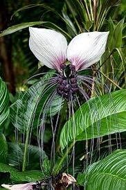 Rare White Tacca Chantrieri Seeds ~ White Bat Flower ~ White Lily ~ Bat ~ Devil’s Flower ~ Exotic Flower ~ Unusual Flowers