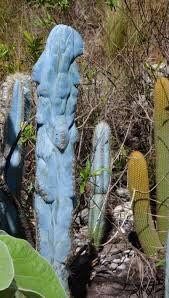 Pilosocereus Purpureus Seeds ~ Cactus ~ Rare ~ Blue ~ Cati ~ Cool Plants ~ Easy Care