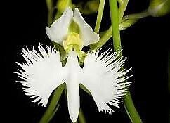 Fringed Orchid Seeds ~ Habenaria Radiata ~ Crane Orchid ~ Pecteilis Radiata ~