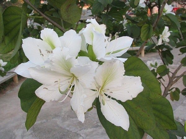 White Orchid Tree Seeds ~ Bauhinia Purpurea ~ Alba ~ Usual Flowers ~ Exotic Flower ~ Fragrant Flowers