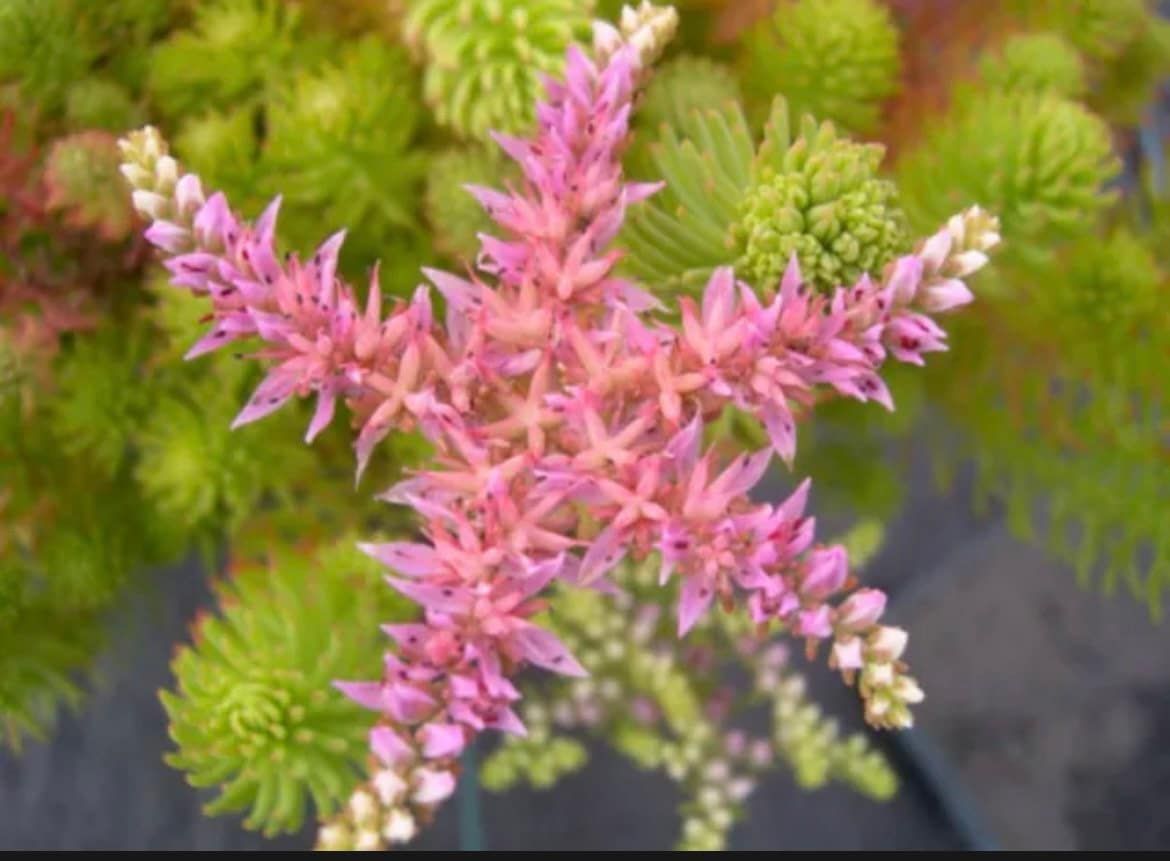 Sedum Pulchellum Seastar Seeds ~ Grow Your Own ~ Spring ~ Houseplants