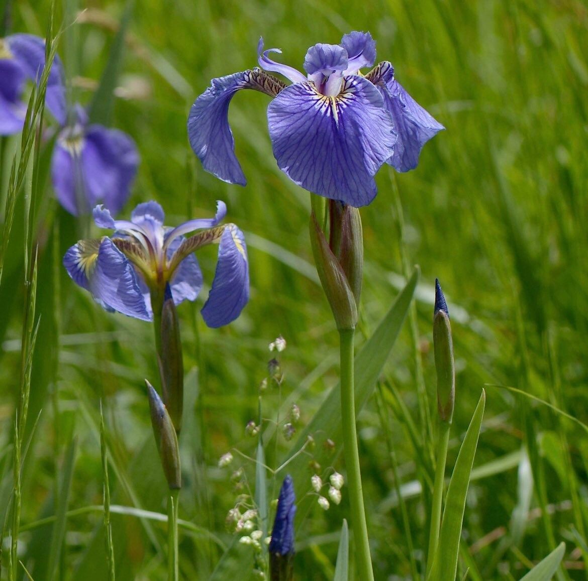 Iris Setosa Nana Seeds ~ Iris ~ Garden ~ Grow Your Own ~ Spring Flowers ~ Instead of Flowers ~ Beautiful ~ Spring ~ Flowers ~ Grow ~ Garden