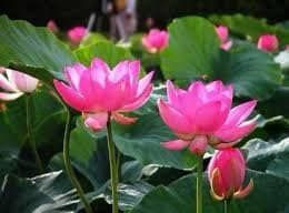 Tiny Red Gulang Lotus Seeds ~ Micro Lotus ~ Teacup Lotus ~ Hydroponic Garden ~ Water Plants ~ Flower Changes Color