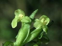 Platanthera Flava Seeds ~ The Palegreen Orchid ~ Orchids ~ Usual Flowers ~ Exotic Flower