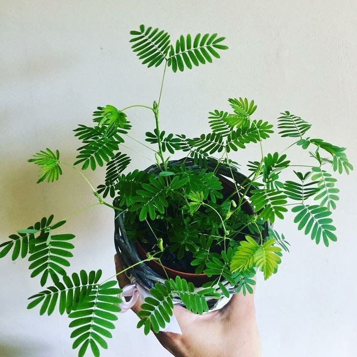 Your Plant Bitch’s Special Mixed Soil ~ Sensitive Plant Soil ~ Mimosa Pudica Soil ~ Hand-blended Soil ~ Organic